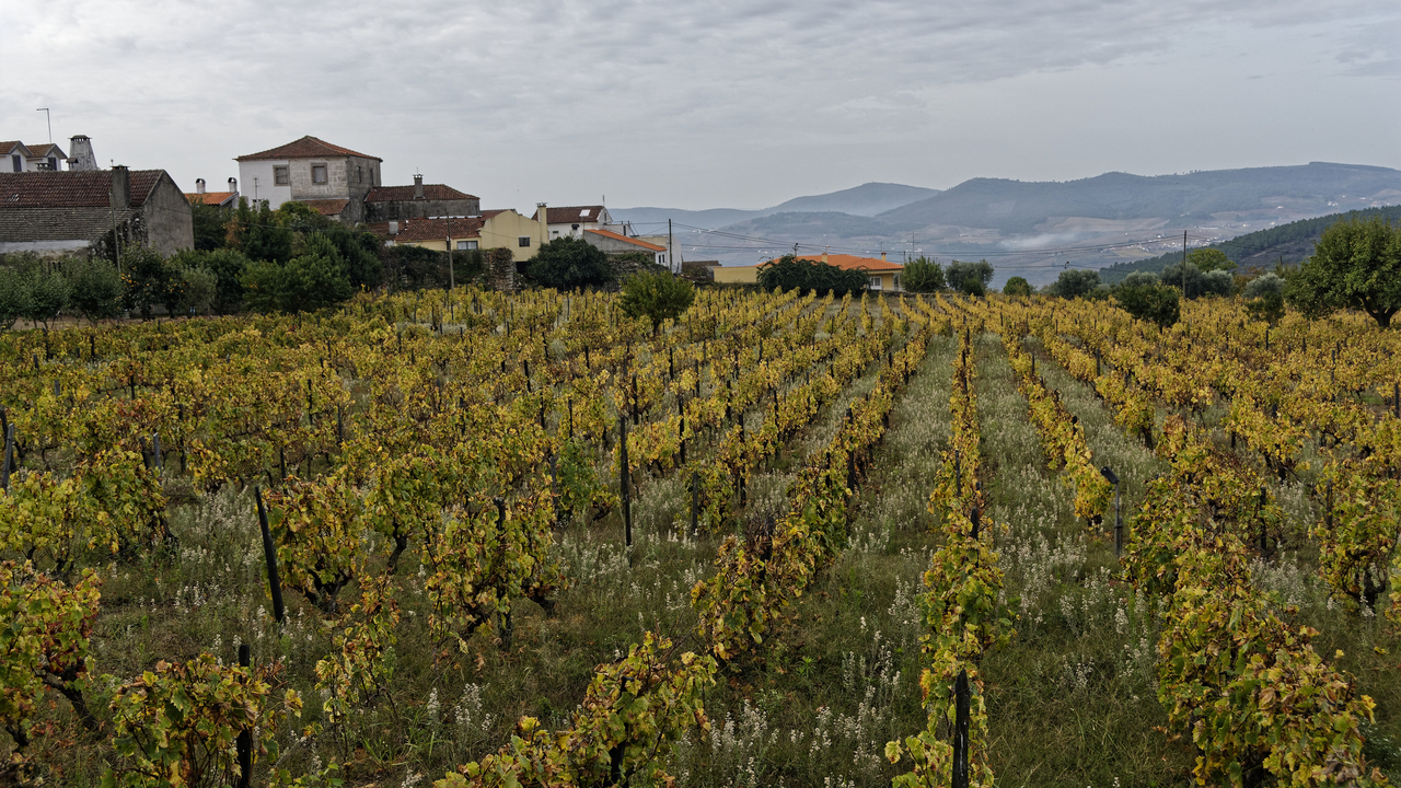 20141024 111716•Favaios•North•Portugal